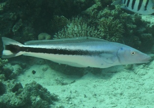 Blanquillo Bleu